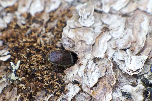 Granbarkborreangrepp insekt_skogsstyrelsen WEB